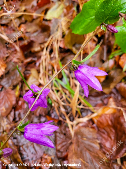 NOVEMBROVÝ ZVONČEK