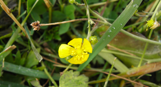 ISKIERNÍK VEĽKÝ - asi už posledná tohoročná kvetinka