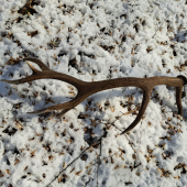 Skoro mi oči vypadli