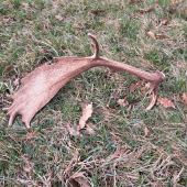 Do páru k predošlej lopate