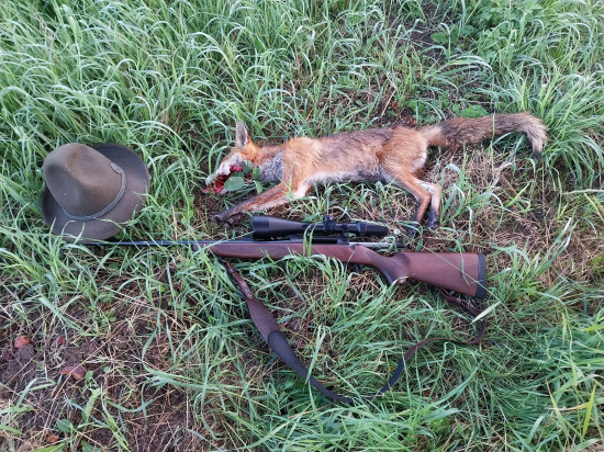 Pokrstená guľovnica, môj prvý lišiak