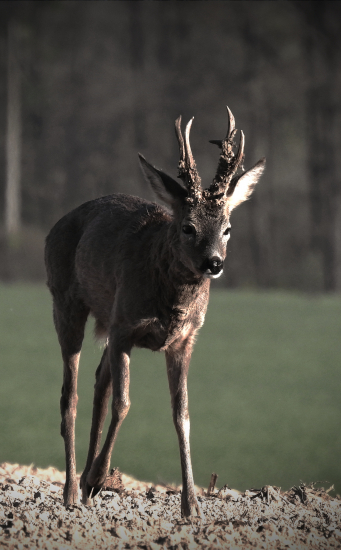 Král stále nemá dokonale vytlučeno..