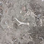 Pri prechádzke ďalší