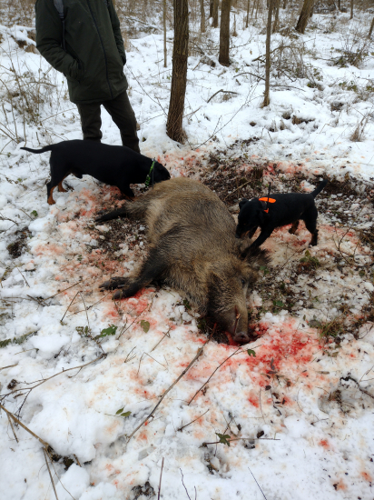 Spoločná poľovačka