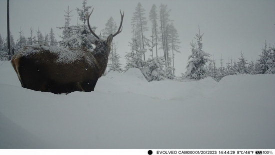 Sneží nám naďalej