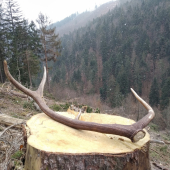 Desattorak 98cm