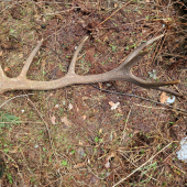 Poobedná prechádzka