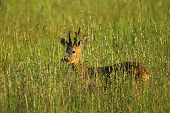 Keď je tráva vysoká