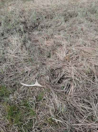 Minuloročný osmorák