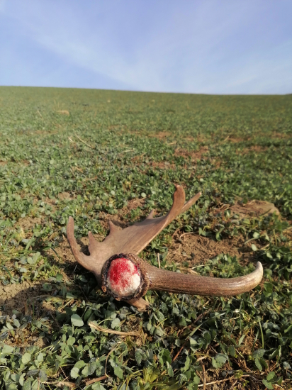 Ešte z neho kvapkala krv