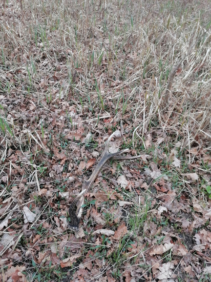 Minuloročný desatorák