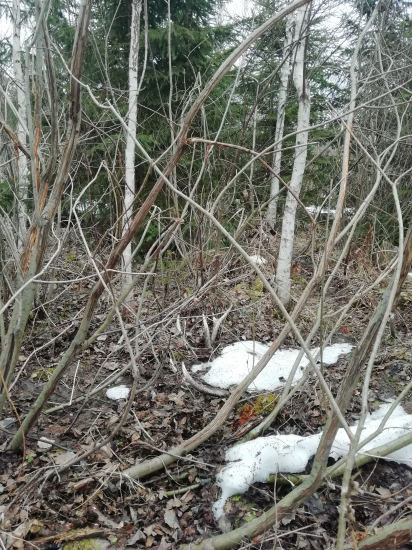 Starobinec 2