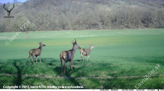 buduci fesak