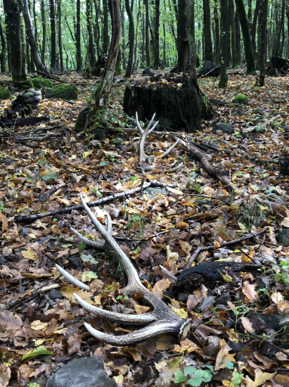 dnesna cesta za parohacmi