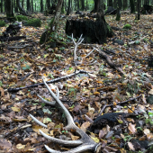 dnesna cesta za parohacmi