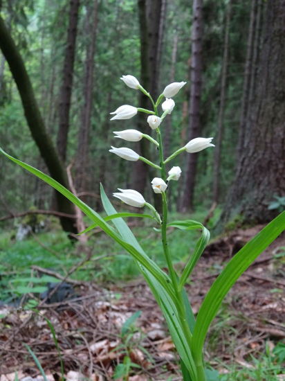 Prilbovka dlholistá