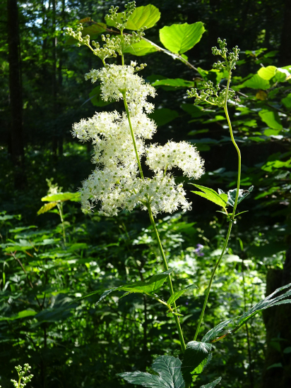Túžobník brestový
