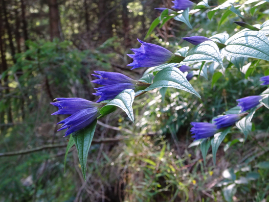Horec luskáčovitý (?)