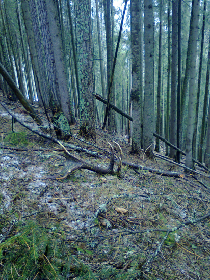 Zas jarná šestnástka 2kg