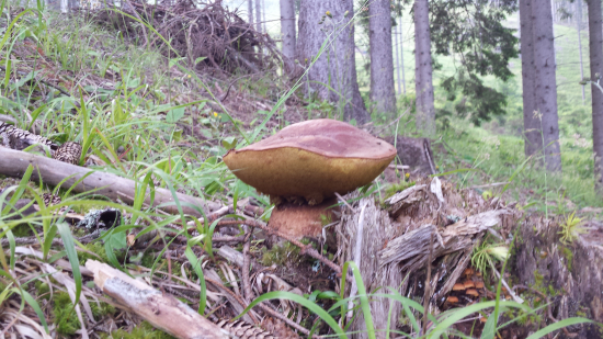 Prvý tohtoročný 1000 m.n.m