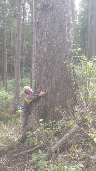 Vianočná jedlička.