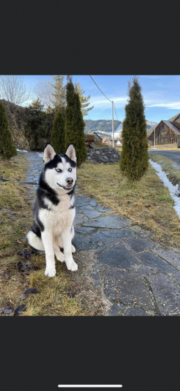 Neskrotna Angelika.