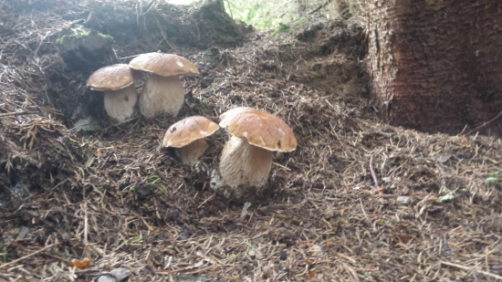 Už sa pustili. Dva krát dvojičky.