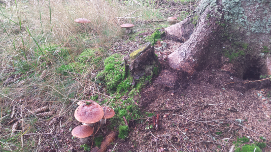 Kozáky 1250 n.m.krásne zdravé 26 ks.pokope.Nádhera...