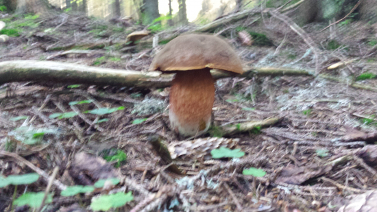 Aj modráčik je výborná huba