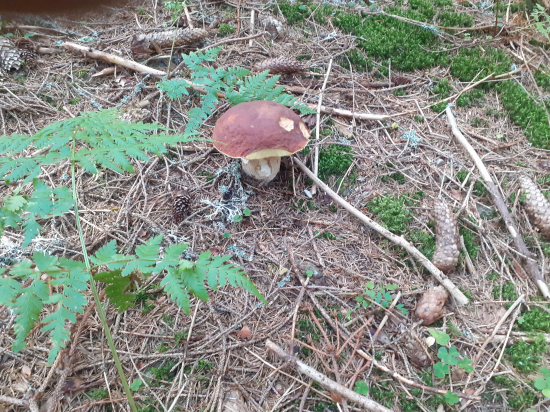 Krásny jesenný hríb