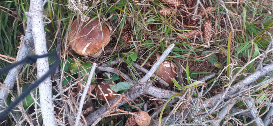 Ešte sa tlačia aj u nás na horách.