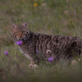 Felis silvestris...