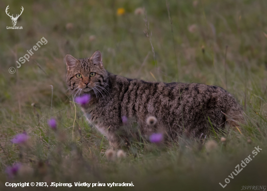 Felis silvestris...