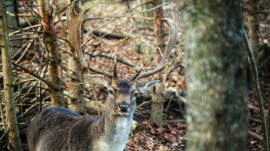 Pozorovanie danielov
