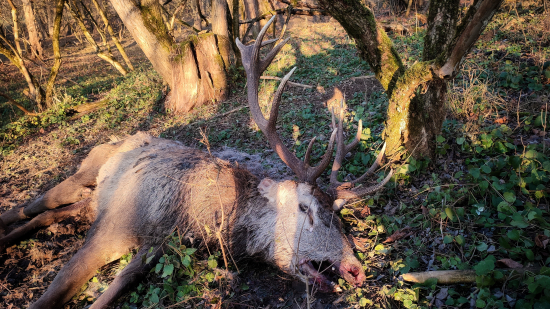 Nepravidelný 14 torák