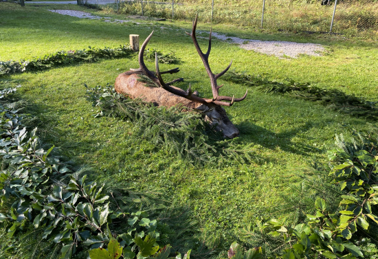 Král Žobráckej poľany