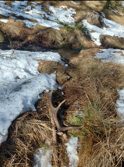 Minuloročný na prechode