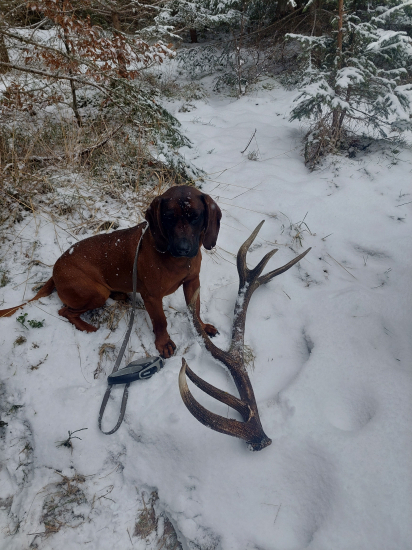 Ferrari medzi Farbiarmi