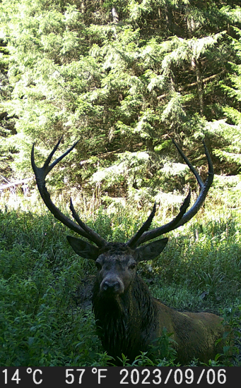 Profilovka