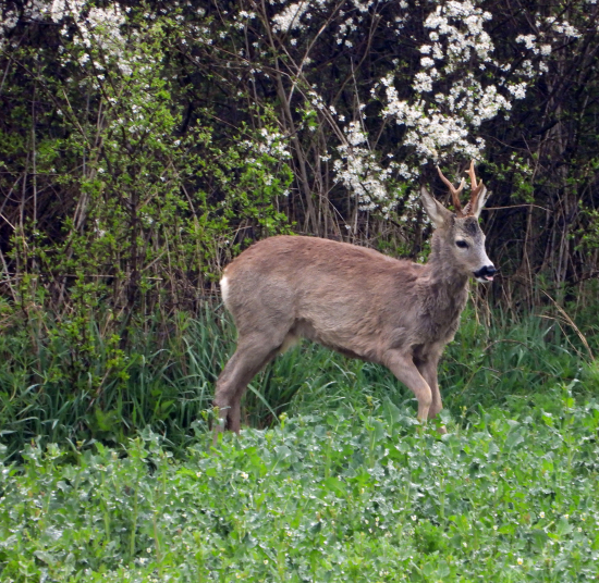 pri trnkovom kríčku