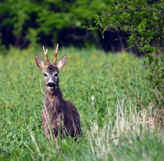 ...už si zistil, že nie som drúk v jarku... :)