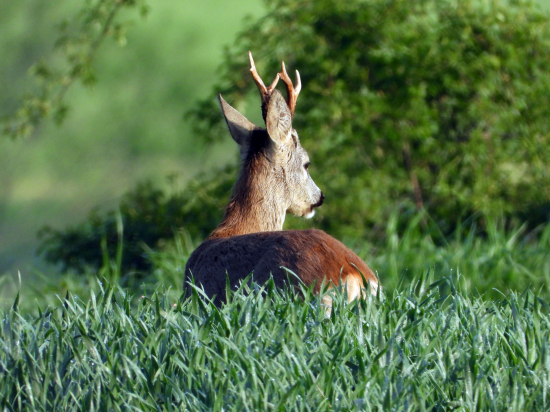 netušil, že ho fotím