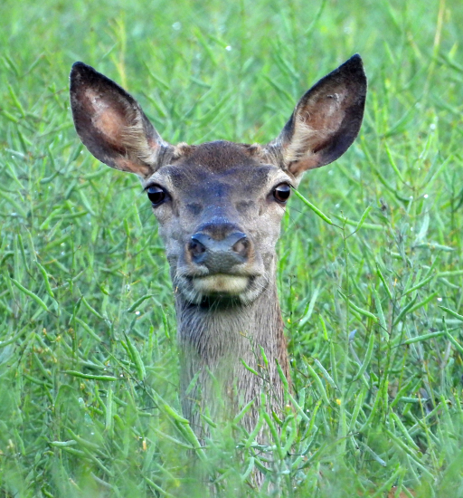 foto na občianku :)