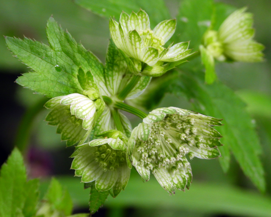 jarmanka väčšia - astrantia major