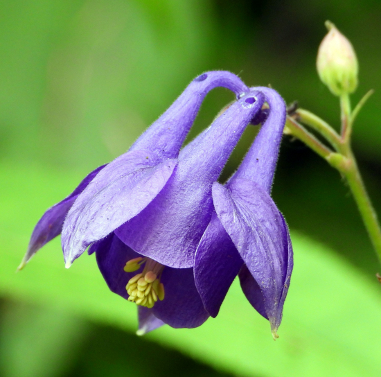 orlíček obyčajný - aquilegia vulgaris
