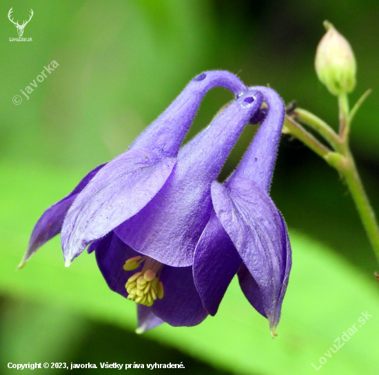 orlíček obyčajný - aquilegia vulgaris