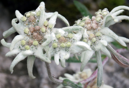 plesnivec alpínsky - leontopodium alpinum