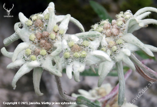 plesnivec alpínsky - leontopodium alpinum