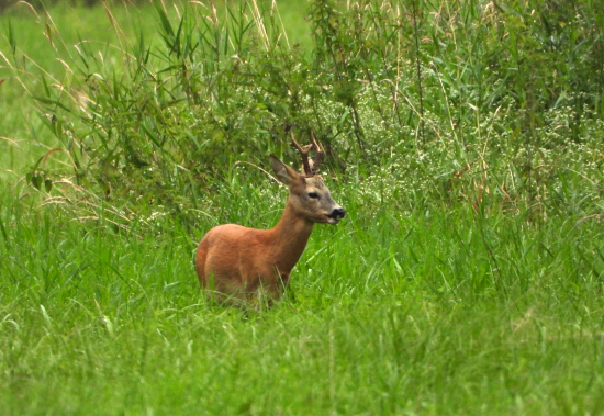 dnešné upršané ráno