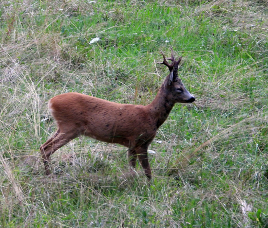prišiel na prvé písknutie